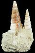 Fossil Gastropod (Haustator) Cluster - Damery, France #62522-1